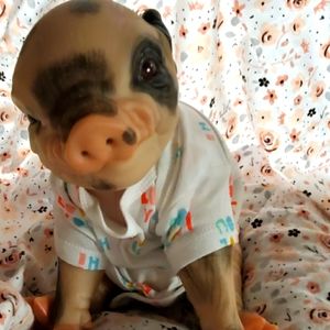 Brown eyed brown pig